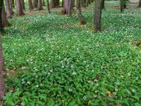 Waldboden bedeckt von blühendem Bärlauch